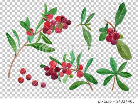 Morella rubra Yamamomo Morella rubra Yamamomo 54324403