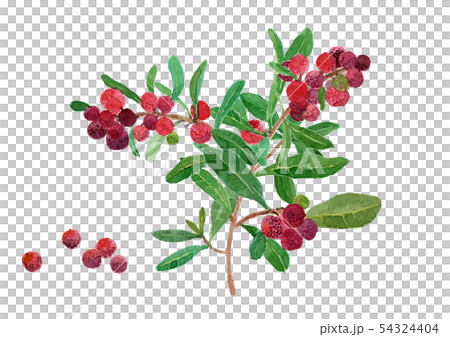 Morella rubra yamamomo branch Morella rubra yamamomo branch 54324404