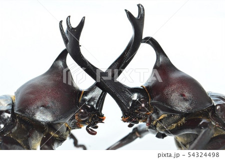 国産カブトムシ対国産カブトムシの戦い 白背景の写真素材