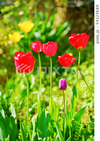 Red tulips in the garden 54324689