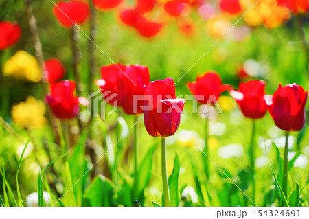 Red tulips in the garden 54324691