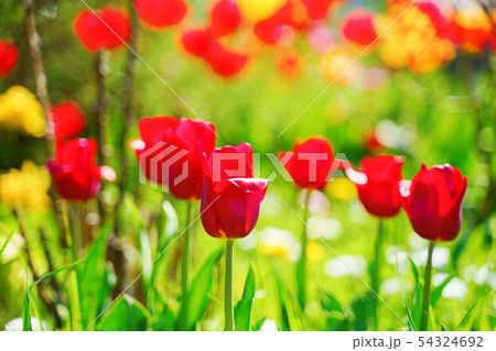Red tulips in the garden 54324692