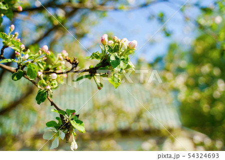White blossom flower on apple tree branch in spring bloom full of bright light. 54324693