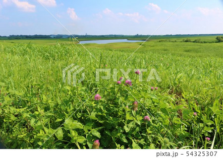 風景　初夏　渡良瀬　池　ｱｶﾂﾒｸｻ　爽やか　杤木 54325307