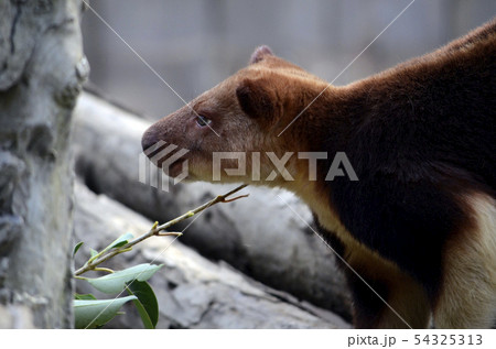 セスジキノボリカンガルー セスジキノボリカンガルー 54325313
