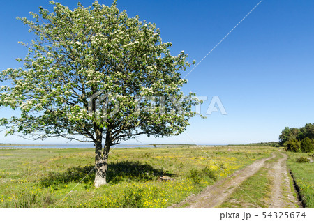 Alone tree by a dirt road in a beautiful landscape Alone tree by a dirt road in a beautiful landscape 54325674