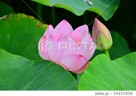 ハスの花 大賀ハス 古代ハス ハスの花 大賀ハス 古代ハス 54325956