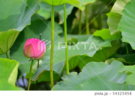 ハスの花 大賀ハス 古代ハス ハスの花 大賀ハス 古代ハス 54325958