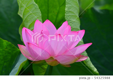 ハスの花 大賀ハス 古代ハス ハスの花 大賀ハス 古代ハス 54325988