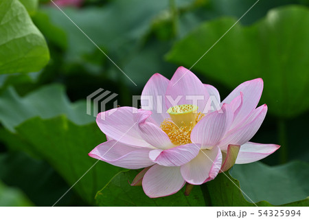 ハスの花 大賀ハス 古代ハス ハスの花 大賀ハス 古代ハス 54325994