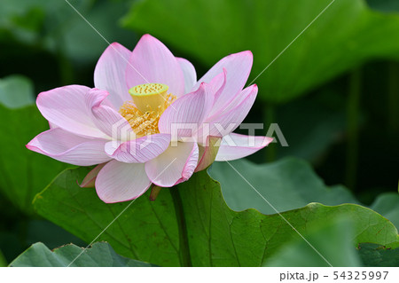 ハスの花 大賀ハス 古代ハス ハスの花 大賀ハス 古代ハス 54325997