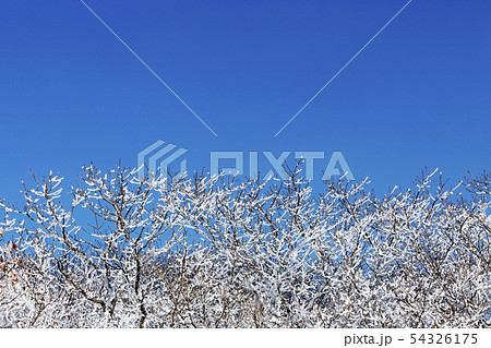 ギェバンサン 雪花 青い空 54326175