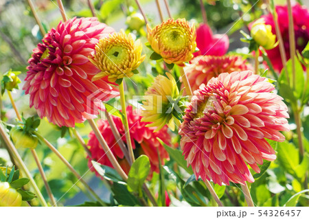 ダリアの花 54326457