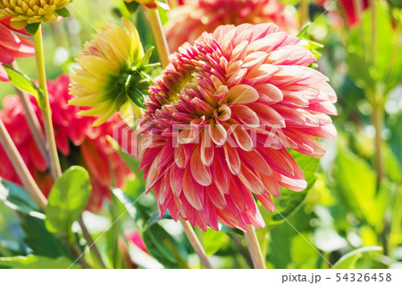 ダリアの花 54326458