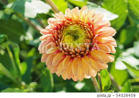 ダリアの花 54326459