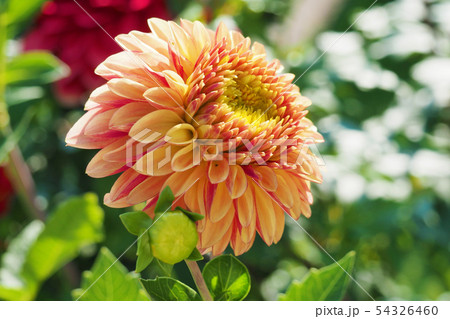 ダリアの花 54326460