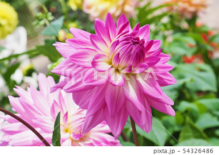 ダリアの花 54326486