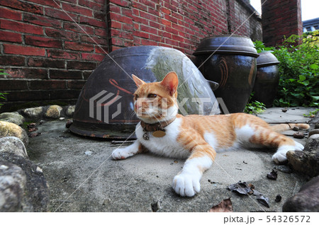 猫 甕 ペット 54326572