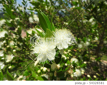 ギンバイカの花 54326581