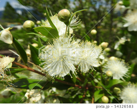 ギンバイカの花 ギンバイカの花 54326583