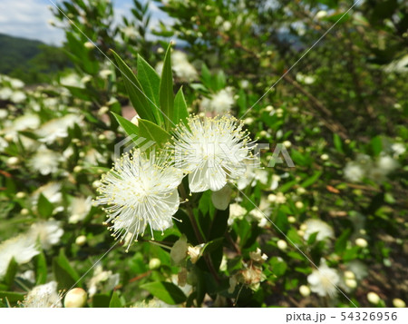 ギンバイカの花 54326956
