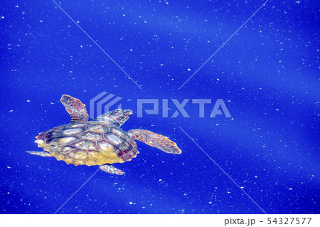 sea turtle in micro plastic sea sea turtle in micro plastic sea 54327577