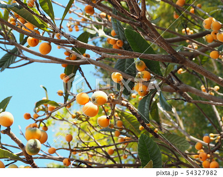 食べ頃の実が付いたビワの木 54327982