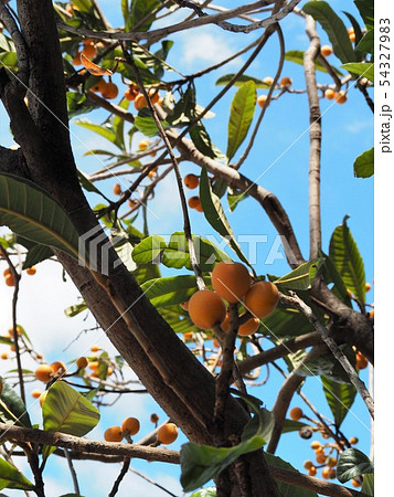 食べ頃の実が付いたビワの木 食べ頃の実が付いたビワの木 54327983