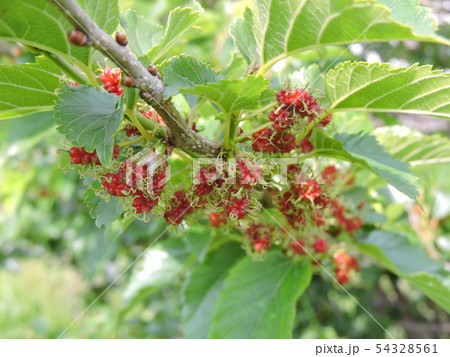 クワの実 54328561
