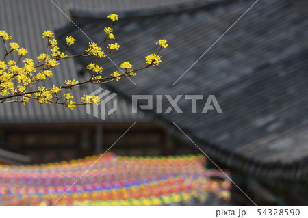 奉恩寺 三成洞 江南区 54328590