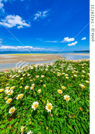 花と沖縄の海 花と沖縄の海 54328733