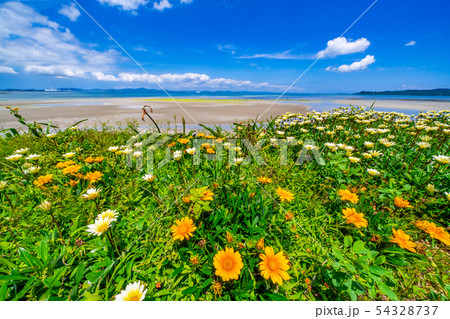 花と沖縄の海 花と沖縄の海 54328737
