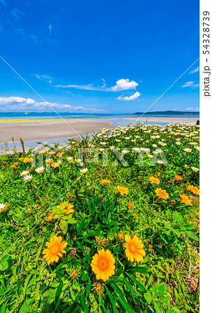 花と沖縄の海 花と沖縄の海 54328739