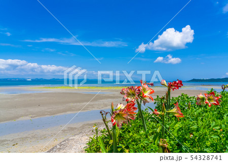 花と沖縄の海 花と沖縄の海 54328741