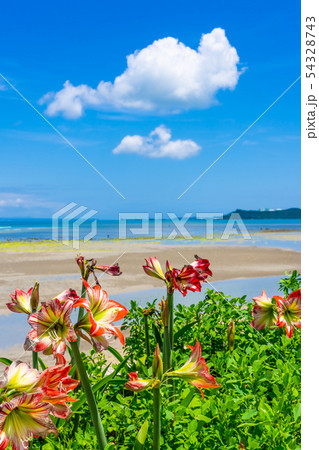 花と沖縄の海 花と沖縄の海 54328743
