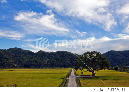 写真 自然 風景 54329131