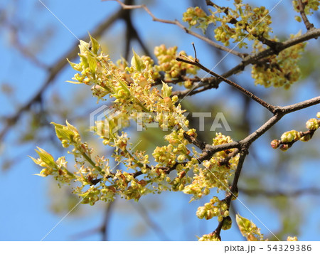 エノキの花 榎の花 の写真素材