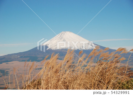 富士山とすすき 富士山とすすき 54329991
