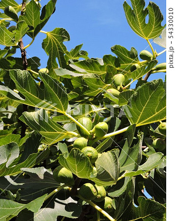 イチジク 54330010