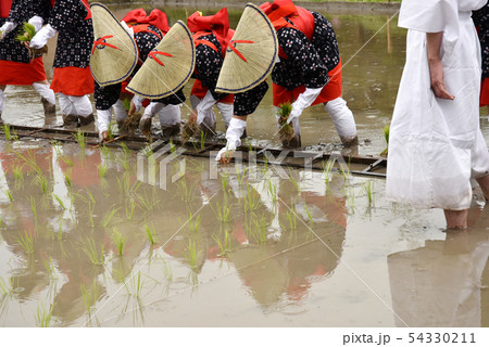 田植 お田植祭 早乙女 田植 お田植祭 早乙女 54330211