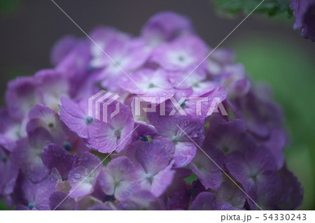 アジサイ　幻想的 54330243