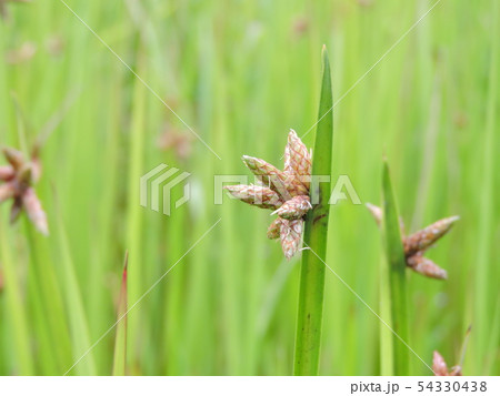 カンガレイ 54330438