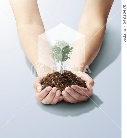手のひらの中の木-樹木-若葉-成長-未来-パワー-キューブ 54330470