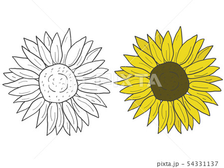 ひまわりの花 ひまわりの花 54331137