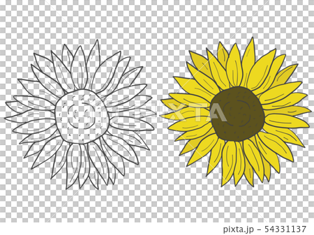 ひまわりの花 ひまわりの花 54331137