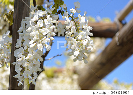 藤島の藤の花 54331904