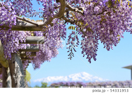 藤の花と鳥海山 54331953