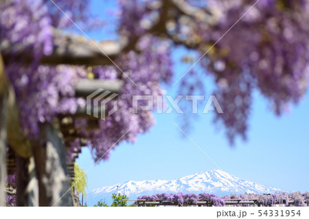 藤の花と鳥海山 54331954