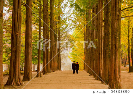 写真 南怡島 加平 54333390