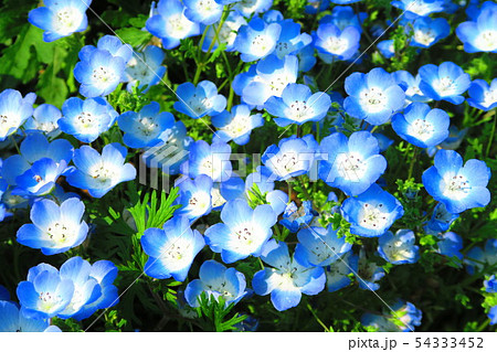 ネモフィラ インシグニスブルーの花の写真素材